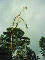 �y���W���[��