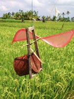 �s���W���J��