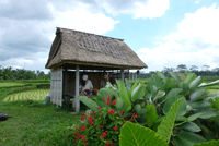 �X�o����