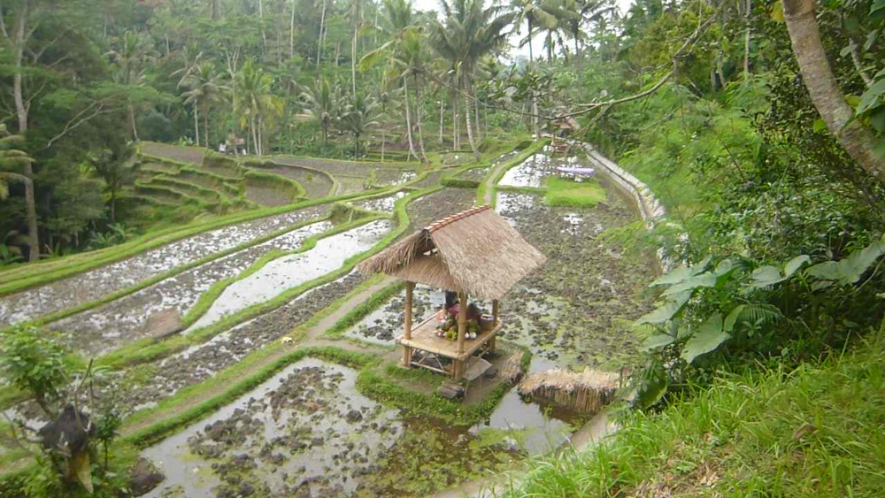 �O�k���E�J�E�B