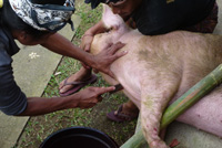 �|�g���E�o�r