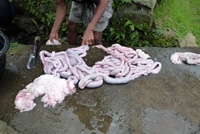 �|�g���E�o�r