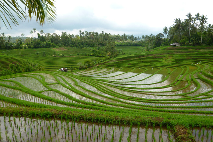 ���C�X�e���X