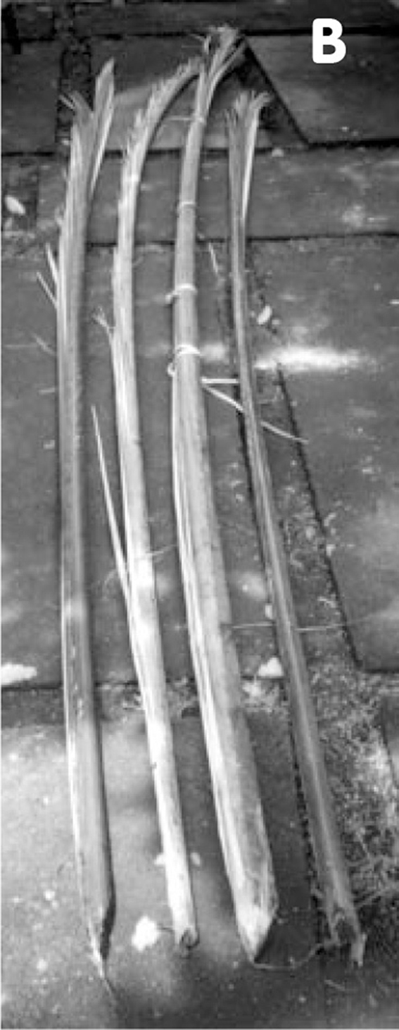 �v�����N�K��