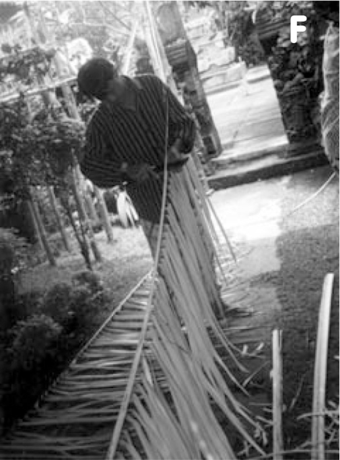 �v�����N�K��